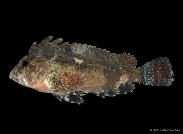 Paracentropogon longispinis • © CMBS photography team • All Rights Reserved