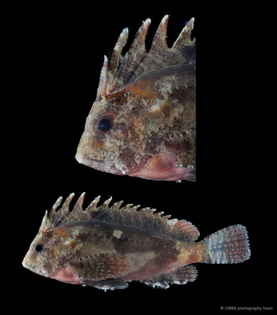 Paracentropogon longispinis
