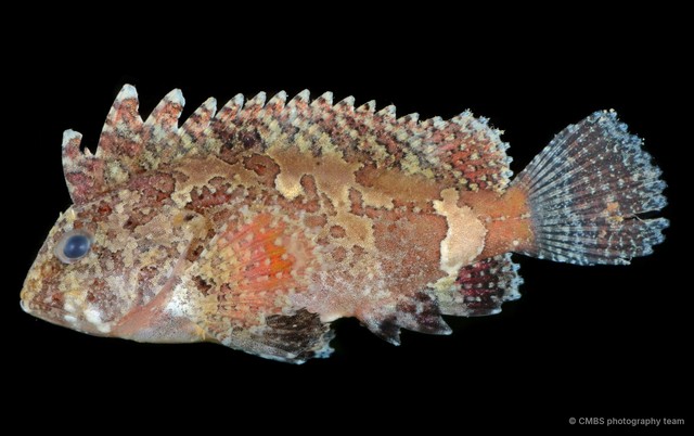 Paracentropogon longispinis