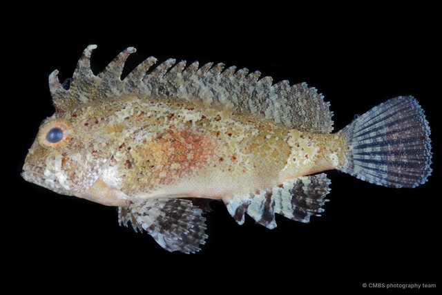 Paracentropogon longispinis