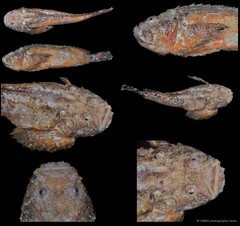 Trachicephalus uranoscopus • © CMBS photography team • All Rights Reserved