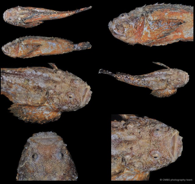 Trachicephalus uranoscopus