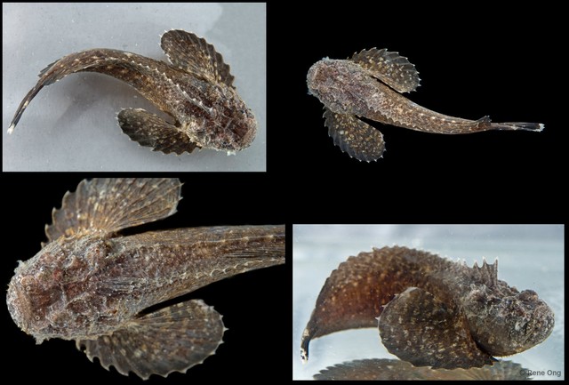 Trachicephalus uranoscopus • © Rene Ong • All Rights Reserved