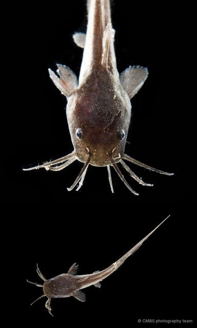 Ariidae sp. "69cdc966" • © CMBS photography team • All Rights Reserved