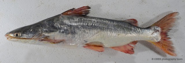 Osteogeneiosus militaris
