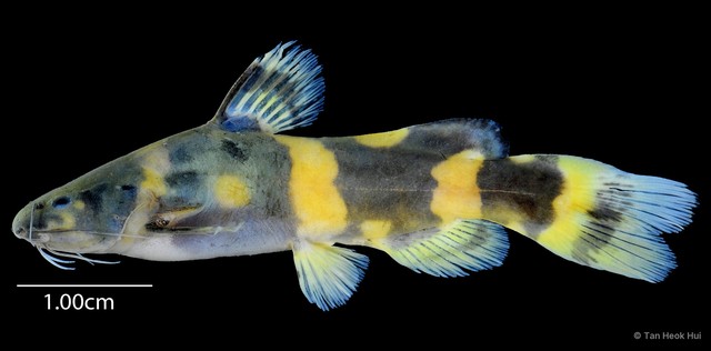 Pseudomystus leiacanthus • © Tan Heok Hui • All Rights Reserved
