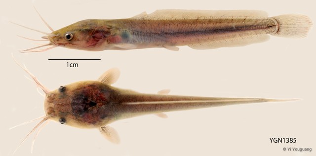 Clarias batrachus • © Yi Youguang • All Rights Reserved