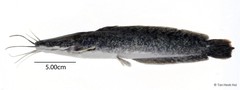 Clarias gariepinus