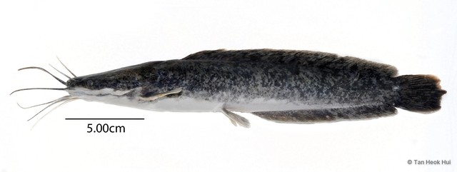 Clarias gariepinus • © Tan Heok Hui • All Rights Reserved