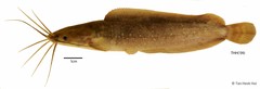 Clarias leiacanthus