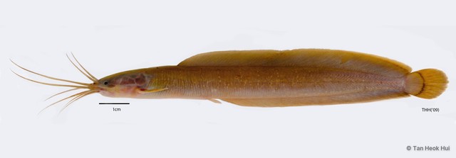 Clarias nieuhofii • © Tan Heok Hui • All Rights Reserved