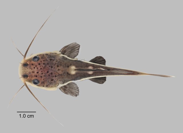 Phractocephalus hemioliopterus • © Yi Youguang • All Rights Reserved