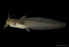 Paraplotosus albilabris • © CMBS photography team • All Rights Reserved
