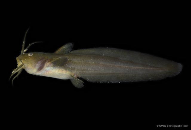 Paraplotosus albilabris • © CMBS photography team • All Rights Reserved