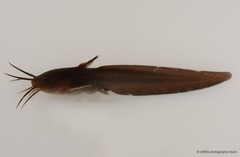 Paraplotosus albilabris • © CMBS photography team • All Rights Reserved