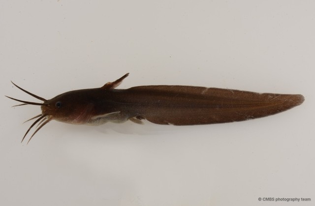 Paraplotosus albilabris