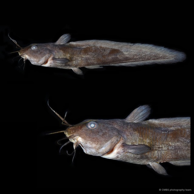 Paraplotosus albilabris