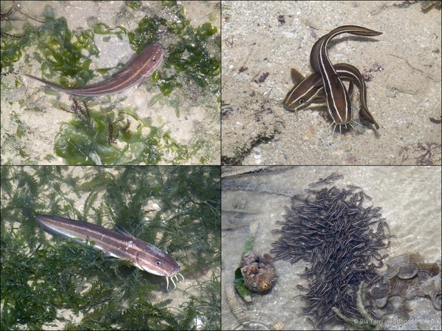 Plotosus lineatus