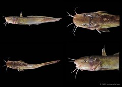 Plotosus lineatus