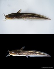 Plotosus lineatus • © CMBS photography team • All Rights Reserved