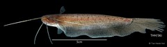 Silurichthys hasseltii Bleeker, 1858