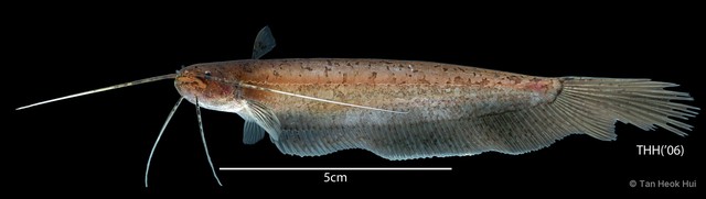 Silurichthys hasseltii • © Tan Heok Hui • All Rights Reserved