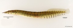 Macrognathus zebrinus