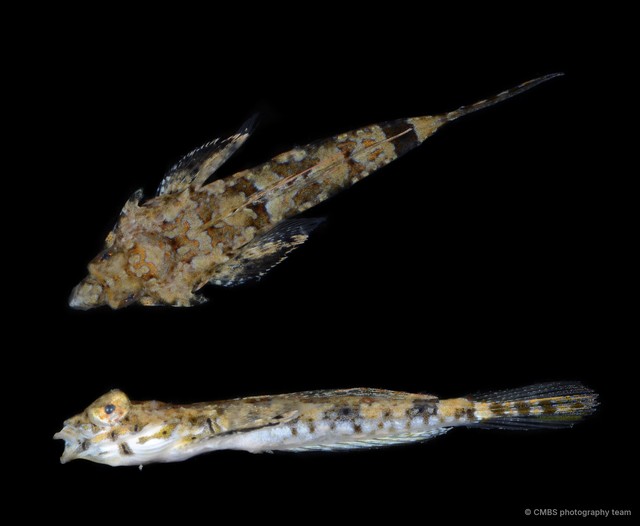 Callionymidae sp. "SS-1445" • © CMBS photography team • All Rights Reserved