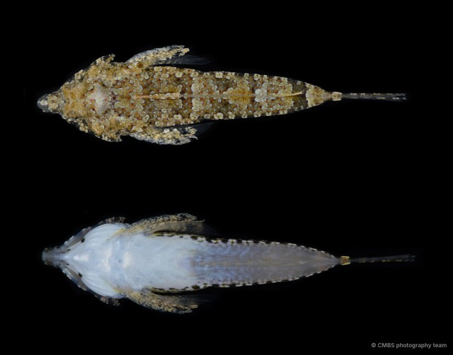Callionymidae sp. "SS-3152" • © CMBS photography team • All Rights Reserved