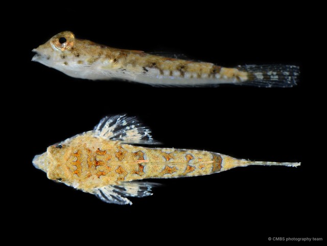 Callionymidae sp. "SS-4831" • © CMBS photography team • All Rights Reserved