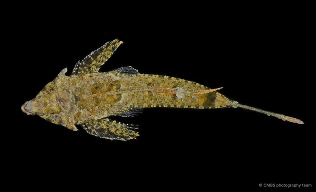 Callionymus schaapii • © CMBS photography team • All Rights Reserved