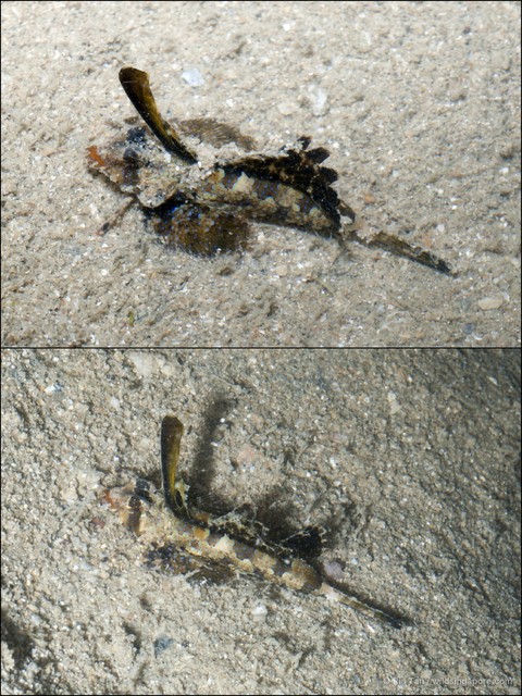 Dactylopus kuiteri • © Ria Tan • All Rights Reserved