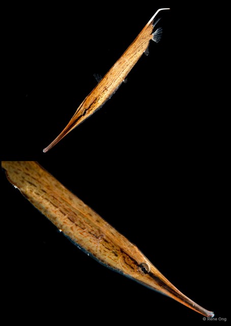 Centriscidae sp. "ba052663" • © Rene Ong • All Rights Reserved