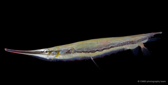Centriscus sp. "SS-0224" • © CMBS photography team • All Rights Reserved