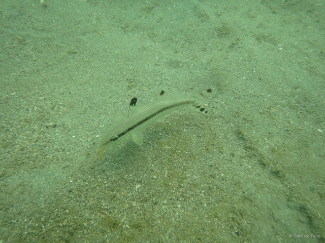 Upeneus tragula