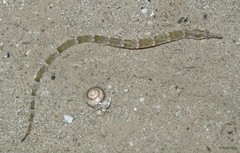 Syngnathidae sp. "52cec0b5"