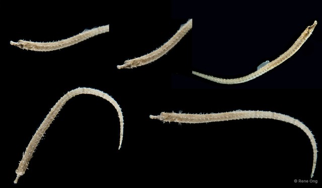 Syngnathinae sp. "ARM-0295" • © Rene Ong • All Rights Reserved