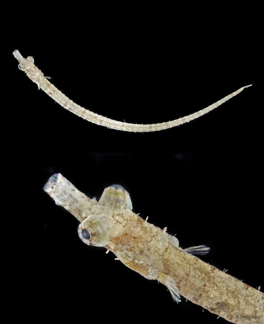 Syngnathinae sp. "ARM-0709" • © Rene Ong • All Rights Reserved