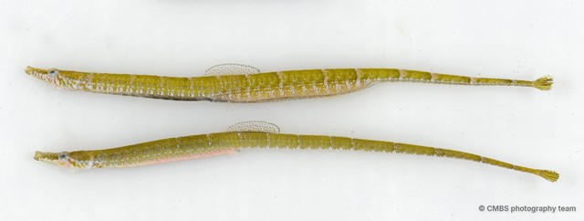 Syngnathinae sp. "JS-1547" • © CMBS photography team • All Rights Reserved