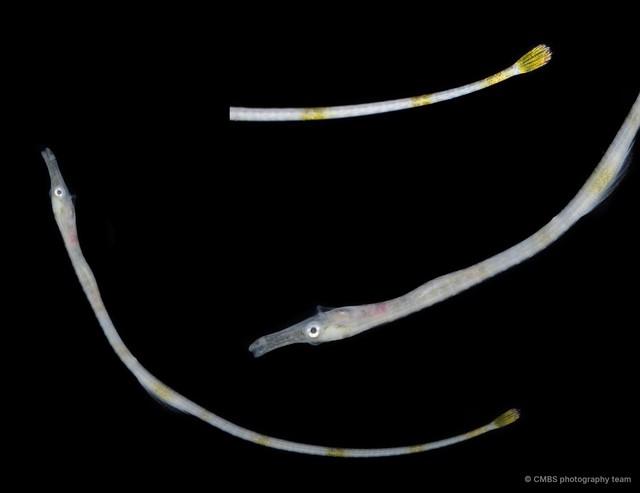 Syngnathinae sp. "JS-1573" • © CMBS photography team • All Rights Reserved