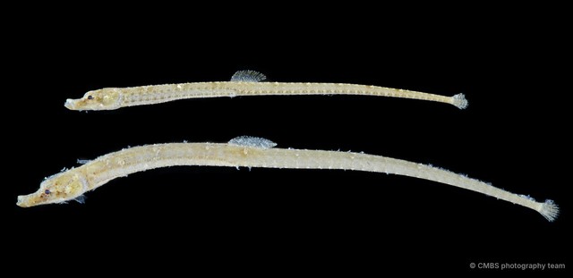 Syngnathinae sp. "JS-2703" • © CMBS photography team • All Rights Reserved