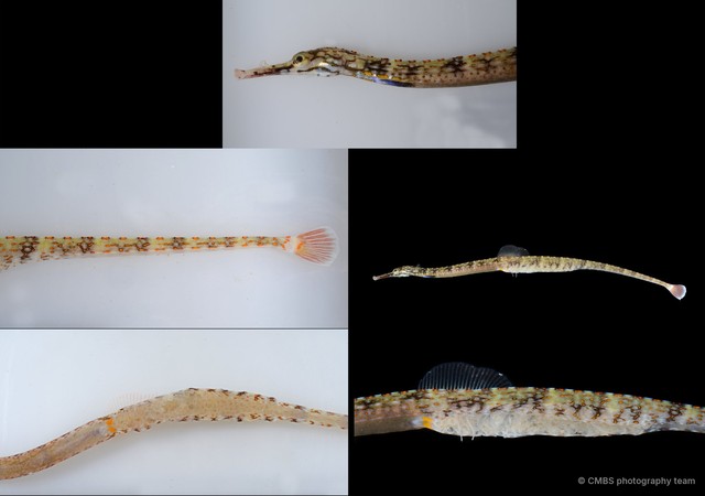 Syngnathinae sp. "JS-4834" • © CMBS photography team • All Rights Reserved