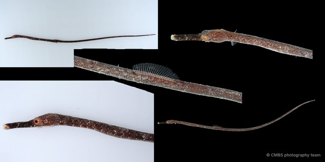 Syngnathinae sp. "JS-4837" • © CMBS photography team • All Rights Reserved