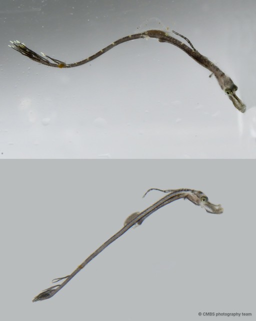 Syngnathinae sp. "SS-4187" • © CMBS photography team • All Rights Reserved