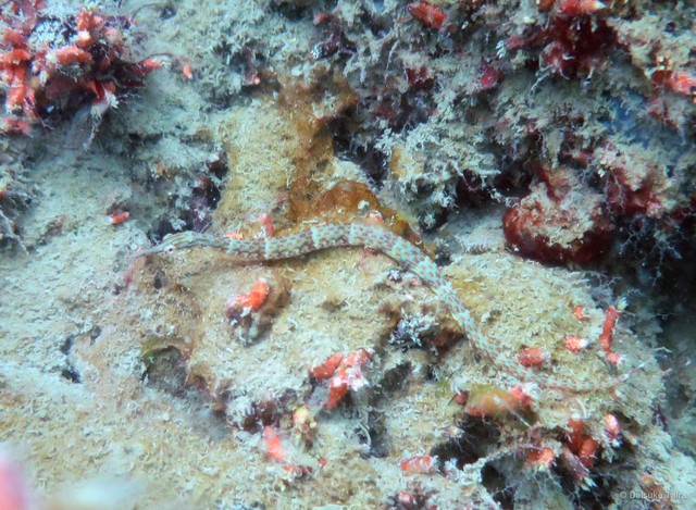 Corythoichthys ocellatus • © Daisuke Taira • All Rights Reserved