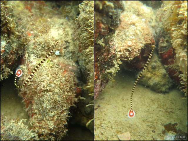 Dunckerocampus dactyliophorus • © Daisuke Taira • All Rights Reserved