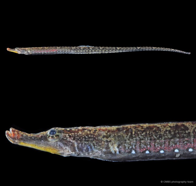 Hippichthys cyanospilos • © CMBS photography team • All Rights Reserved