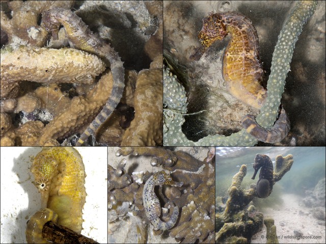 Hippocampus comes