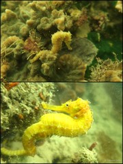 Hippocampus comes • © Daisuke Taira • All Rights Reserved