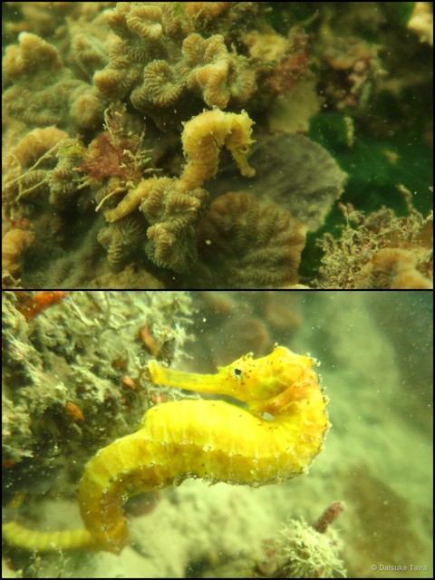 Hippocampus comes